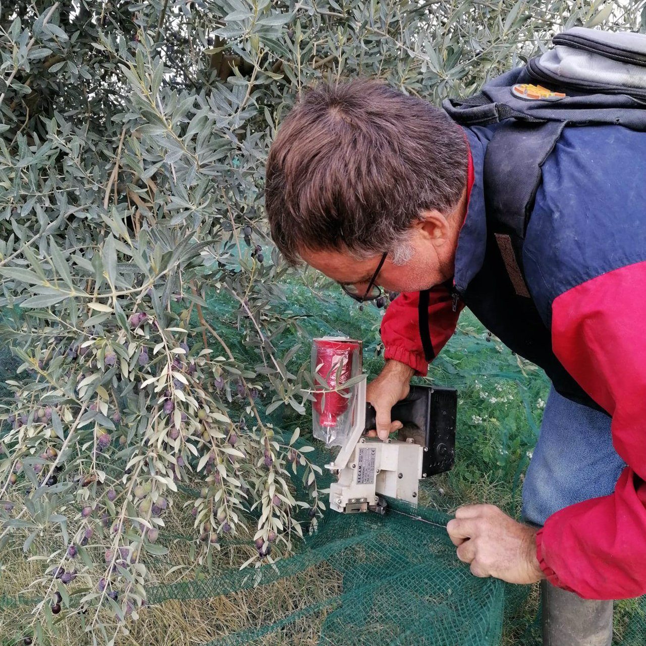 Olivenöl - über 150 Jahre Familientradition